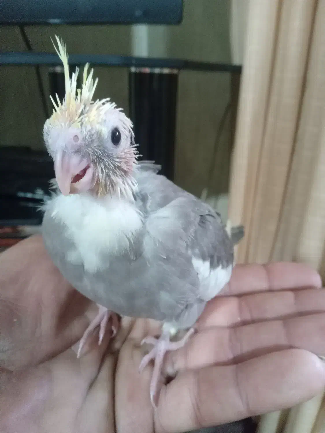 جوجه عروس هلندی سرلاکی کاملا سالم سرحال|پرنده|ساری, |دیوار