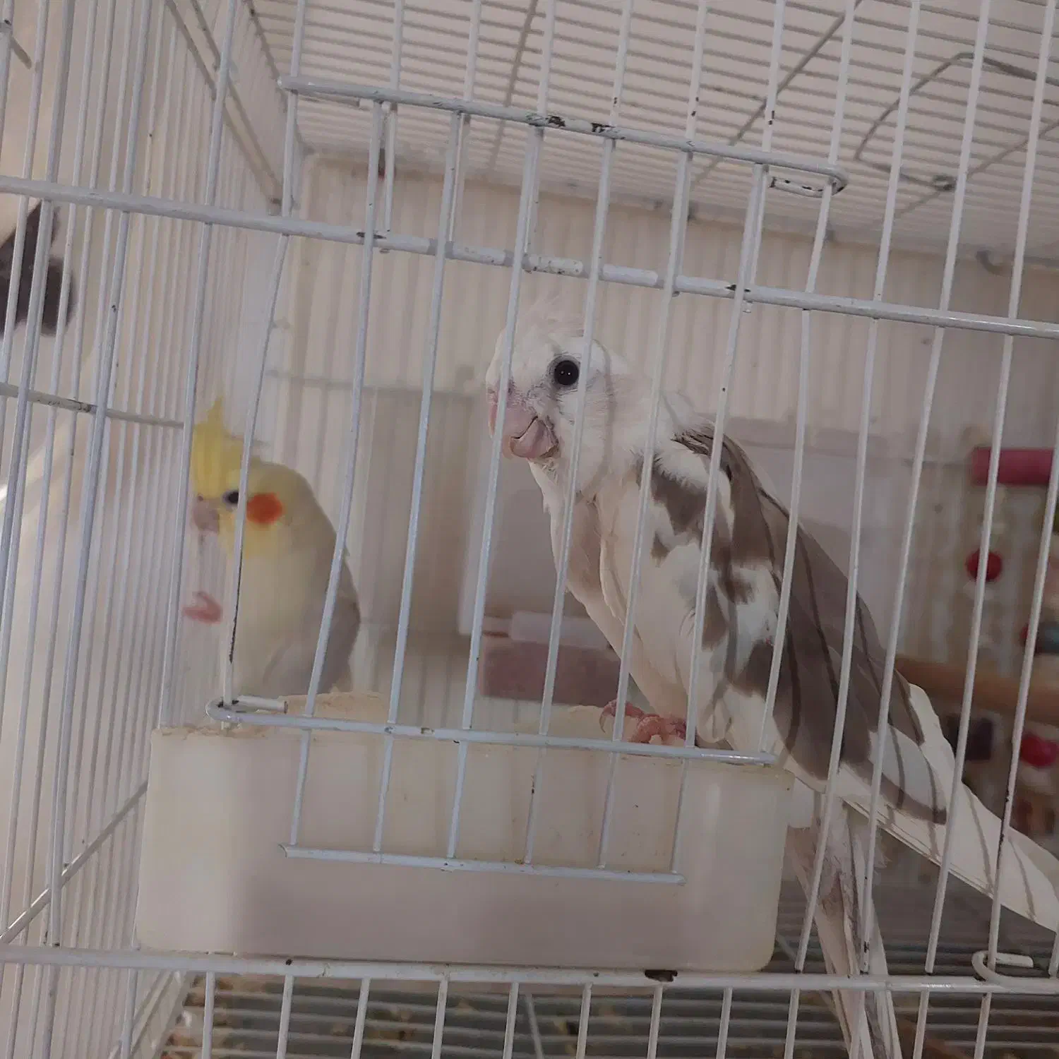 جفت عروس هلندی|پرنده|ایرانشهر, |دیوار