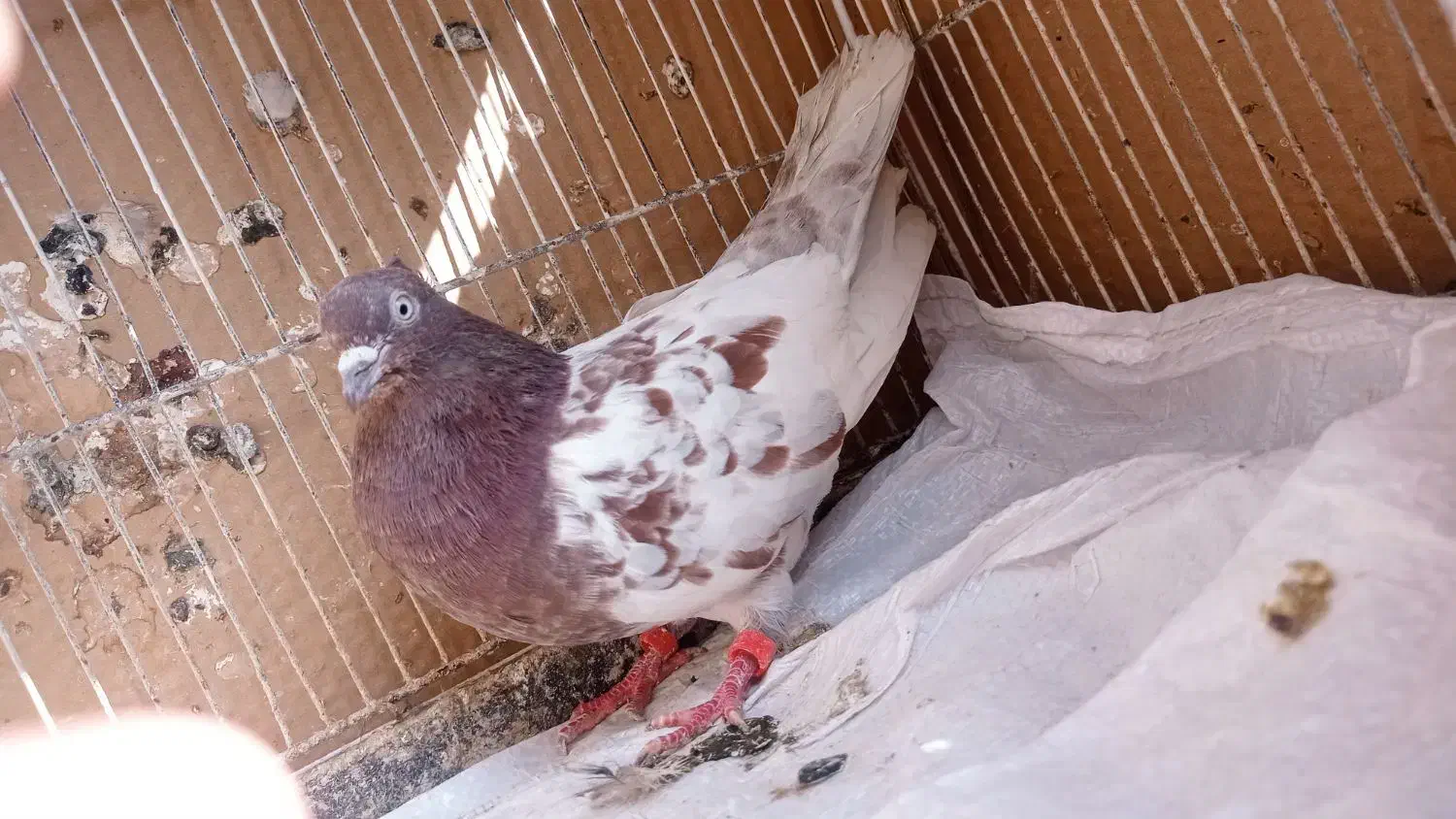 کفتر|پرنده|مشهد, کارمندان دوم|دیوار