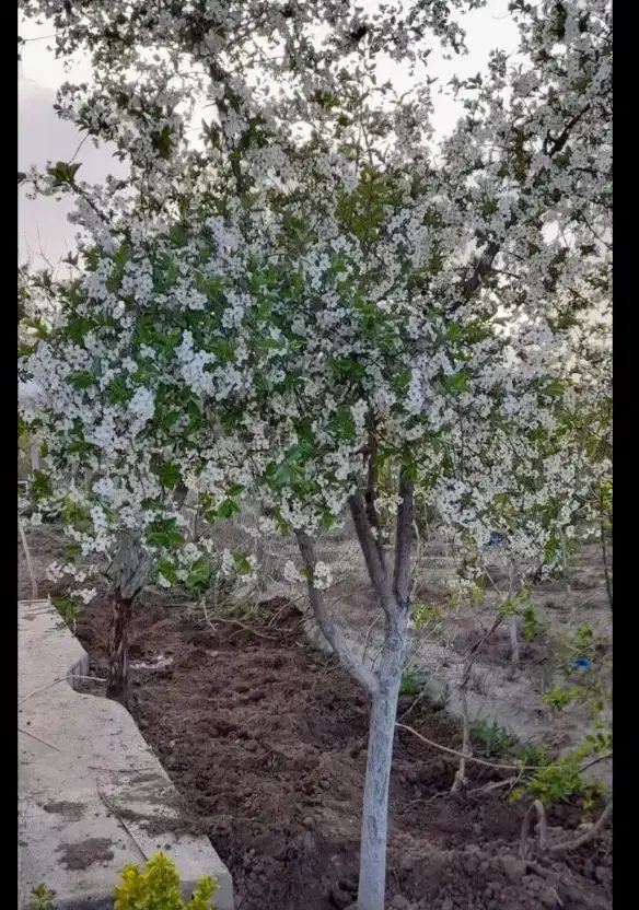 باغ ۱۳۵۰ متر/ به همراه سازه / سندتکبرگ|فروش خانه و ویلا|دورود, |دیوار