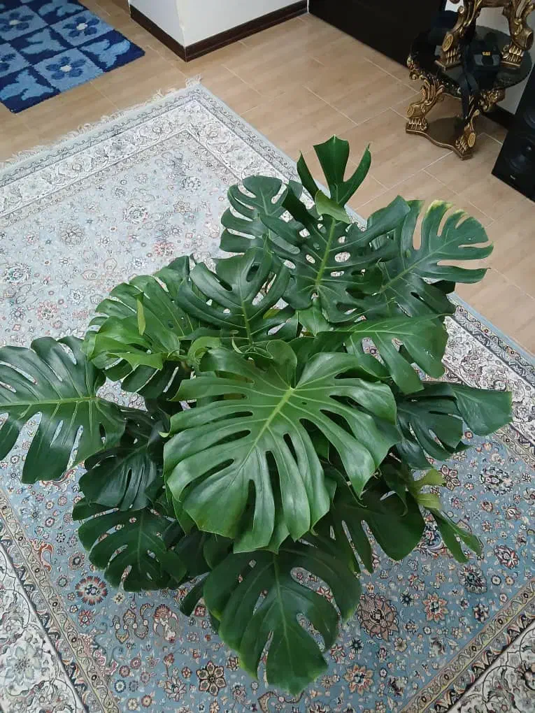 گل بزرگ آپارتمانی وتزیینی برگ انجیری مونسترا|گل و گیاه طبیعی|اندیشه, شهرک مریم|دیوار