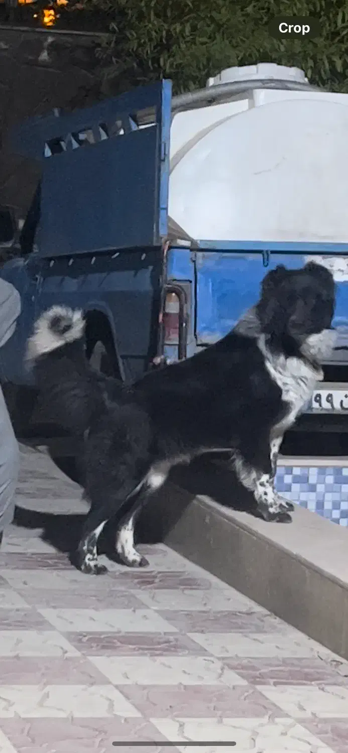 سگ قهدریجانی اصیل|سگ|فردوسیه, |دیوار