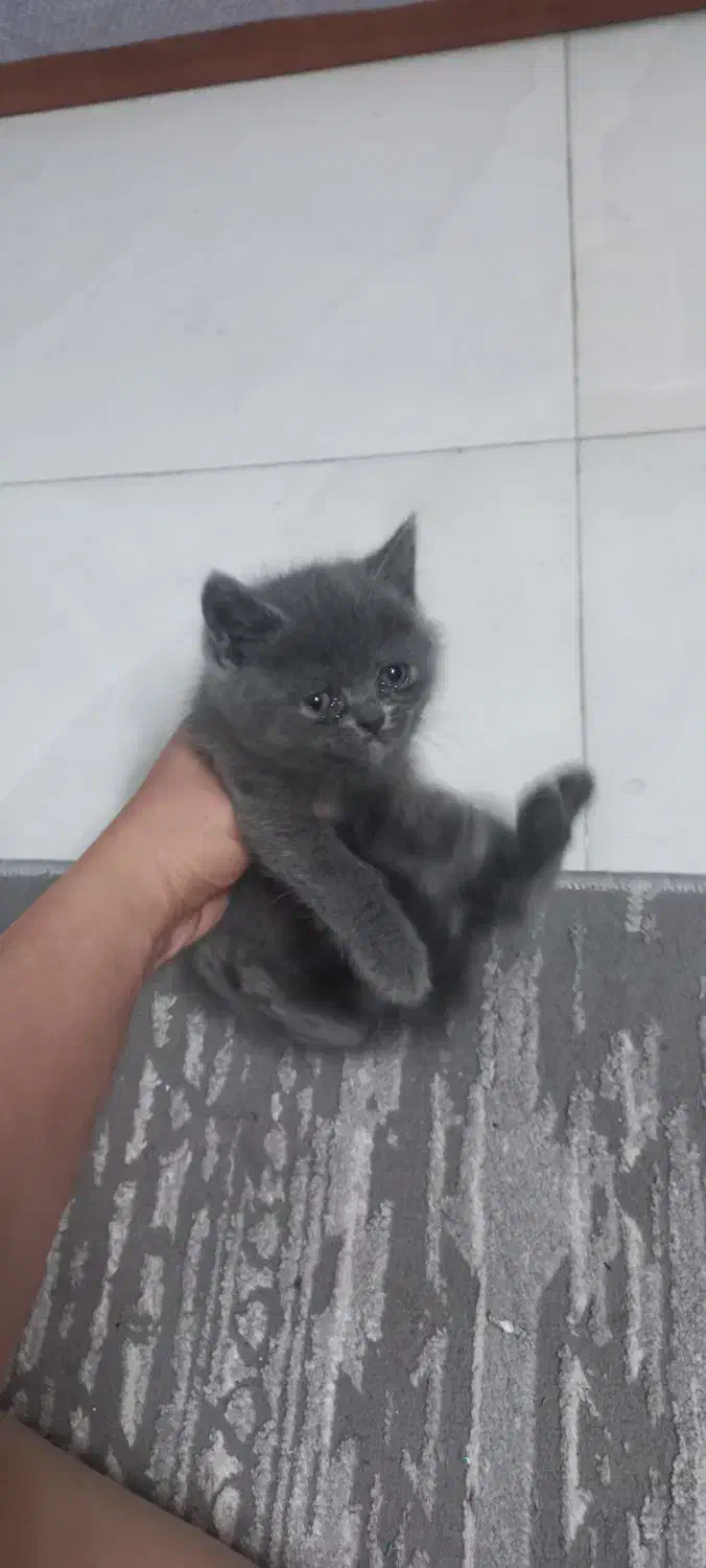 گربه نژاد اسکاتیش پرشین|گربه|مشهد, کوثر|دیوار