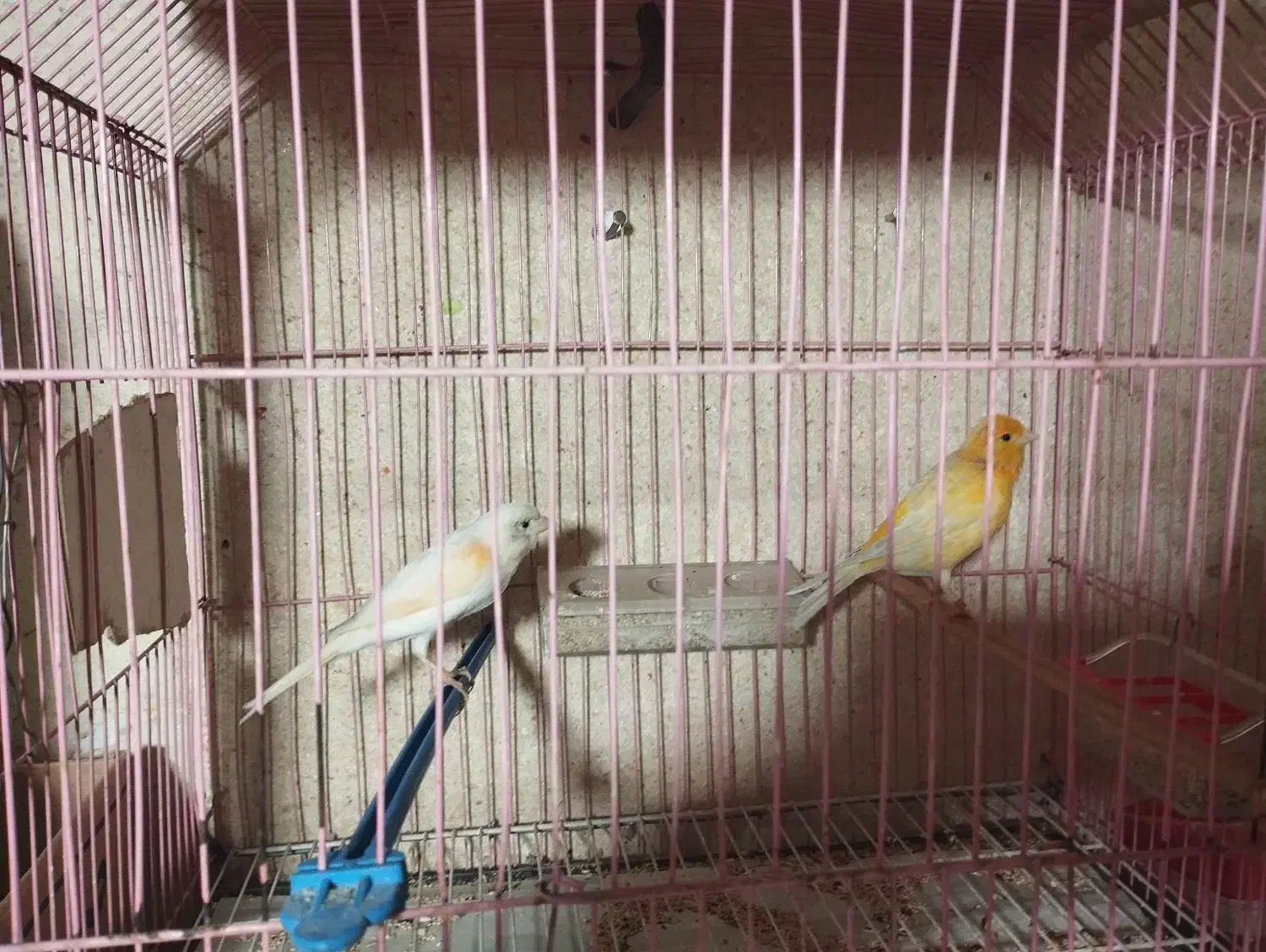 جفت قناری آماده تخم|پرنده|تربت جام, عیدی آباد|دیوار