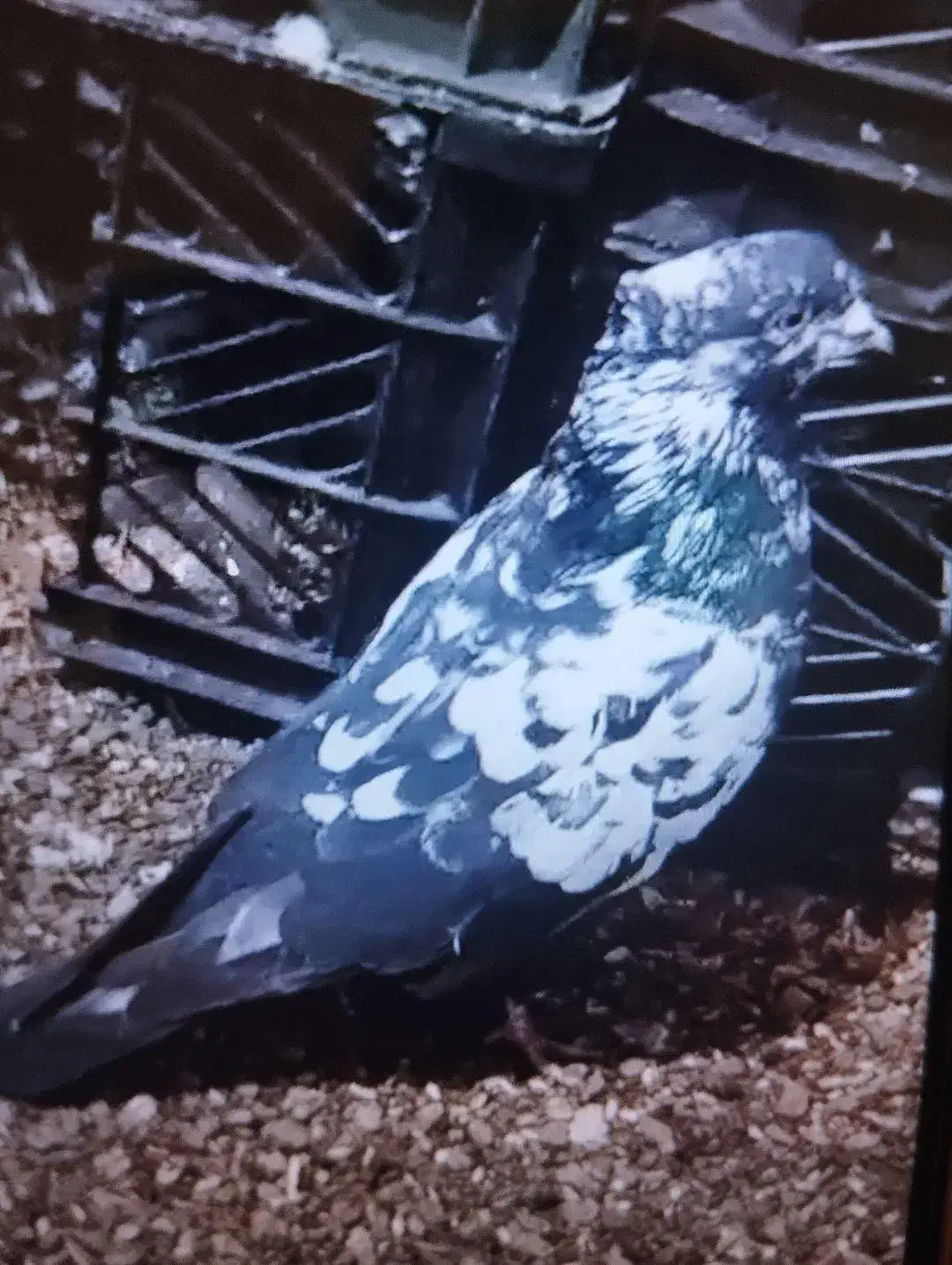 یگ عدد کبوتر گم شده|پرنده|آستارا, |دیوار