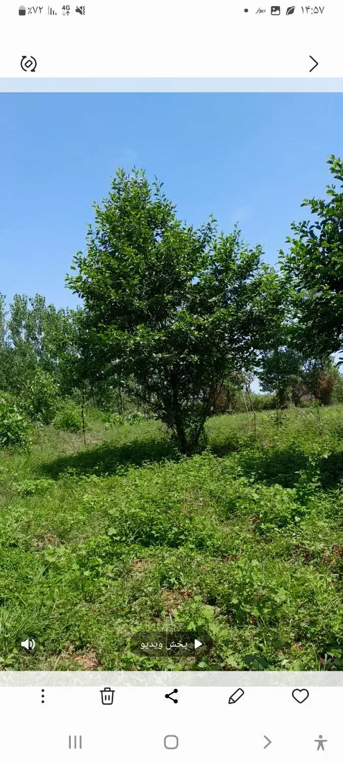 زمین باغی ۱۵۵۰ متر روستای لالم ضیابر فقط ۲میلیارد|فروش زمین و ملک کلنگی|ضیابر, |دیوار