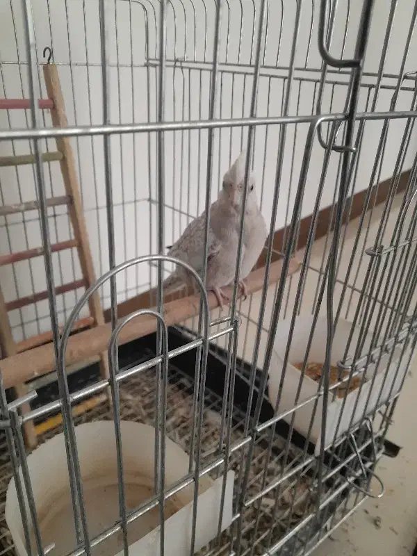 عروس هلندی|پرنده|شیراز, شهرک گلدشت حافظ‎|دیوار