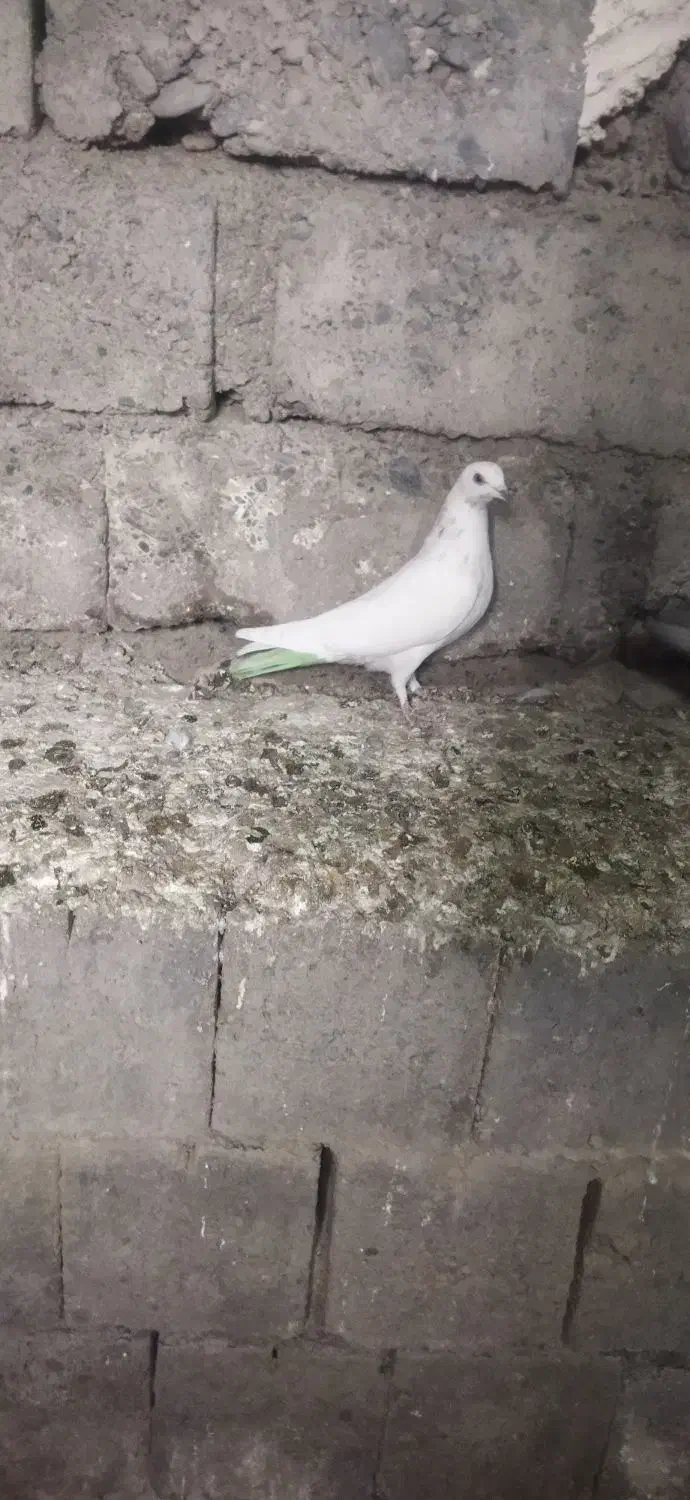 کبوتر گرفتنی|پرنده|نقده, |دیوار