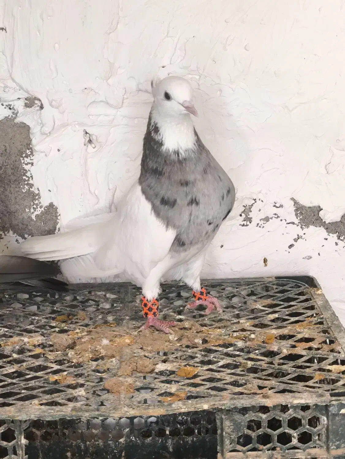 کبوتر|پرنده|لامرد, |دیوار