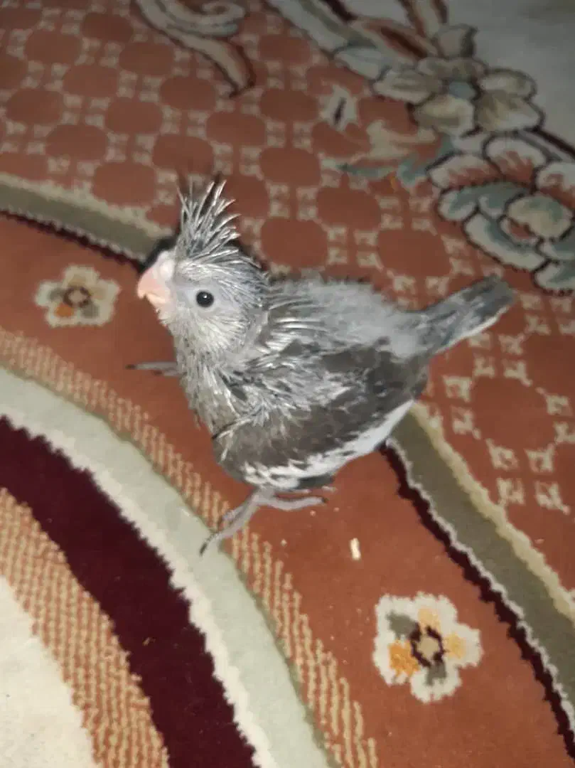 عروس هلندی سرلاکی|پرنده|شیراز, فاضل|دیوار