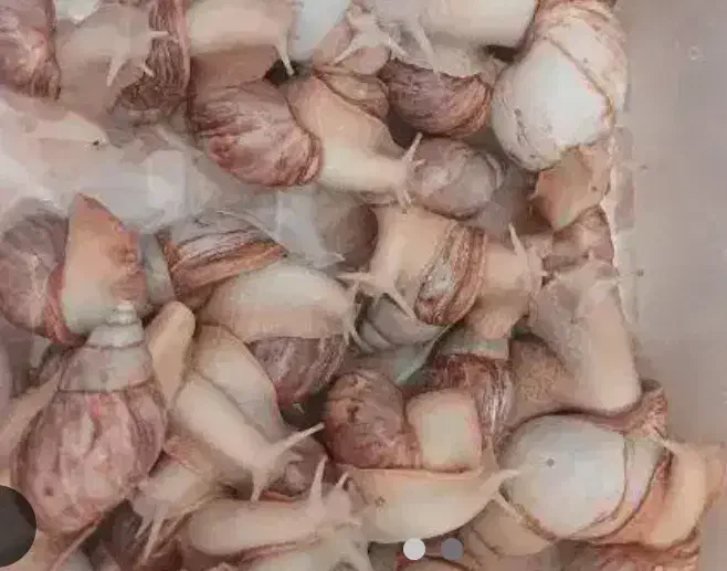 حلزون|خزنده|کنگاور, |دیوار