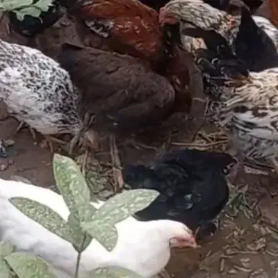 مرغ و خروس محلی|حیوانات مزرعه|قم, باسکول|دیوار