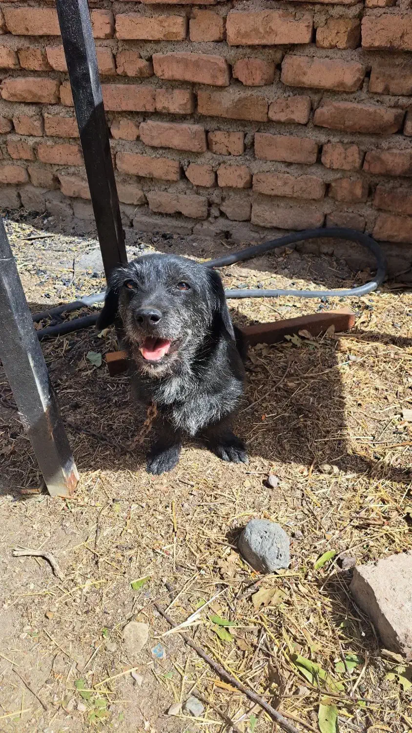 پاکوتاه|سگ|آبیک, |دیوار