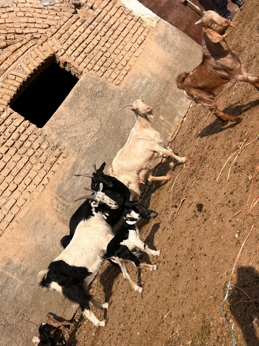 بز و بزغاله|حیوانات مزرعه|پیشوا, |دیوار