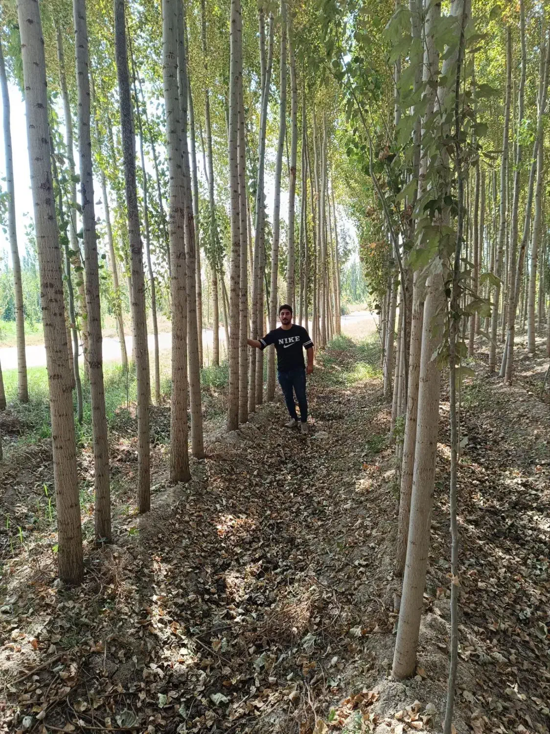 نهال صنوبر نیگرا (اصل)|خدمات باغبانی و درختکاری|صومعه‌سرا, |دیوار