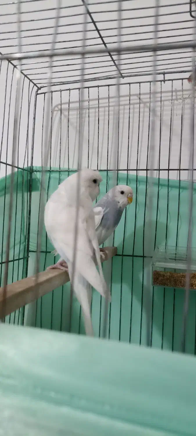 مرغ عشق|پرنده|سلماس, |دیوار