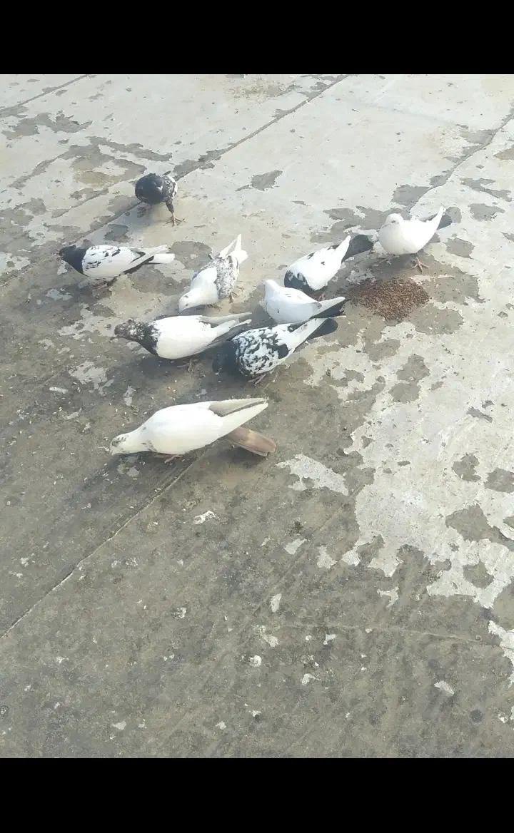 پرنده|پرنده|بیجار, |دیوار