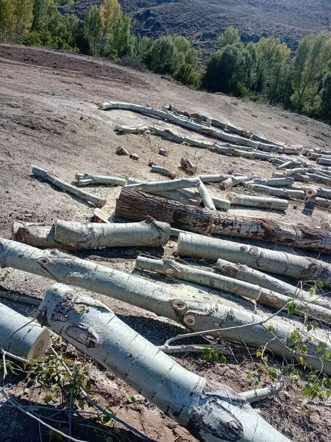 برش و برداشتن انواع درخت و چوب|خدمات باغبانی و درختکاری|اردبیل, |دیوار