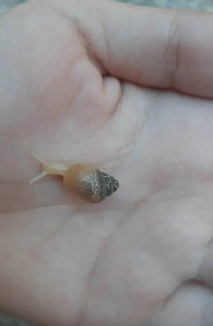 بچه حلزون آچاتینا|خزنده|دزفول, |دیوار