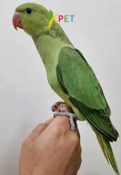 گمشده مشتاق|حیوانات|کرمان, |دیوار