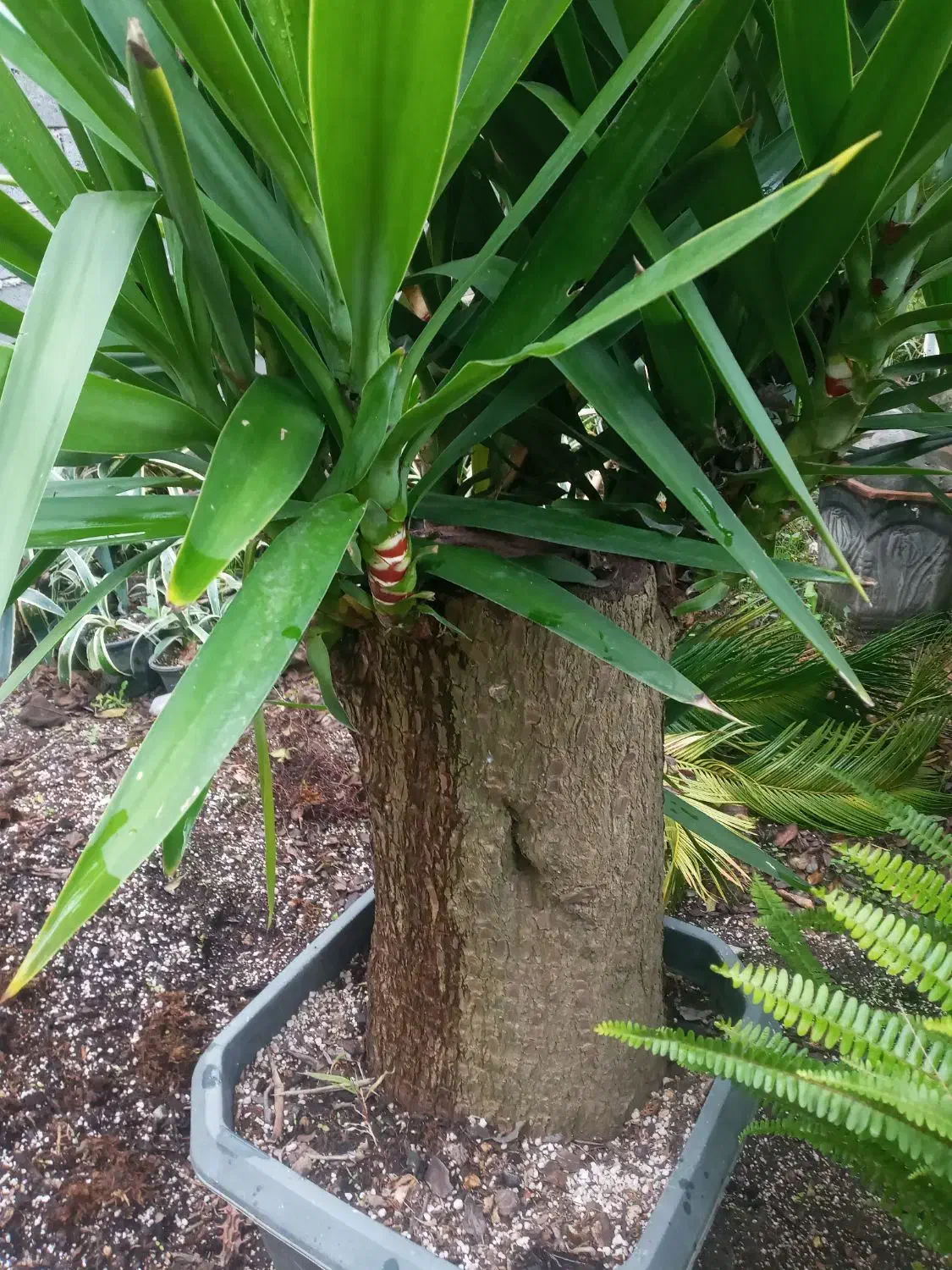 یوکا بنسای خاص و ریشه دار|گل و گیاه طبیعی|بابل, |دیوار