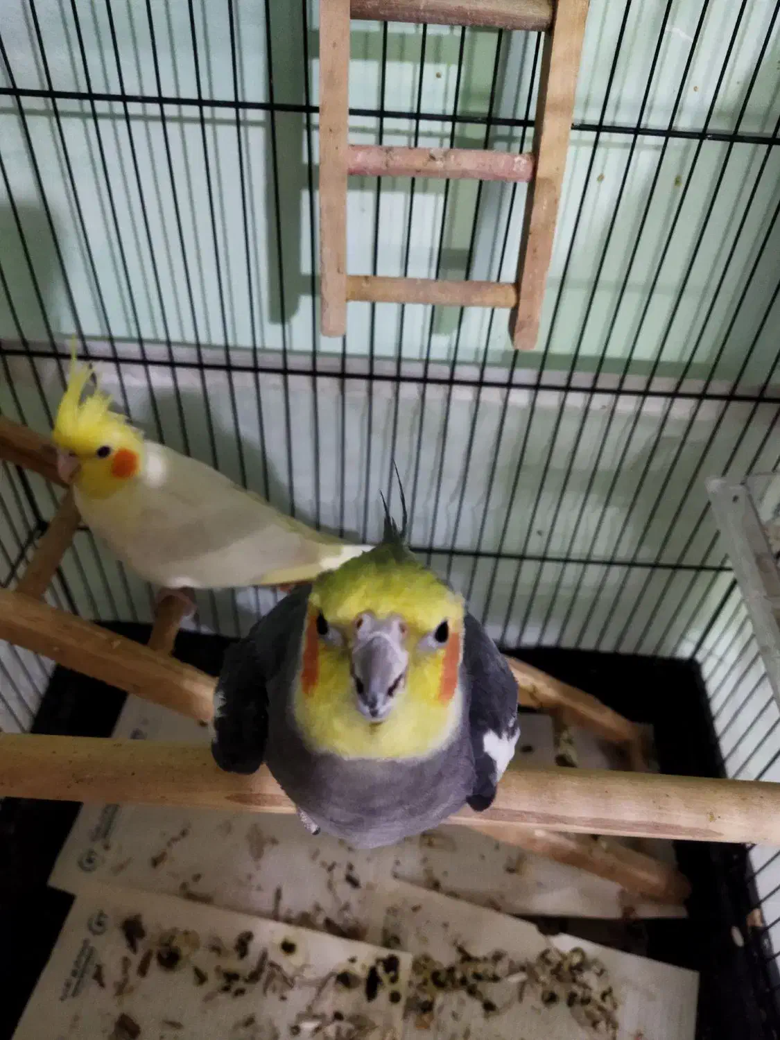 عروس هلندی|پرنده|آمل, |دیوار