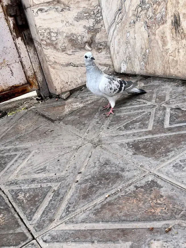 کفتر شامی نذ|پرنده|بم, |دیوار