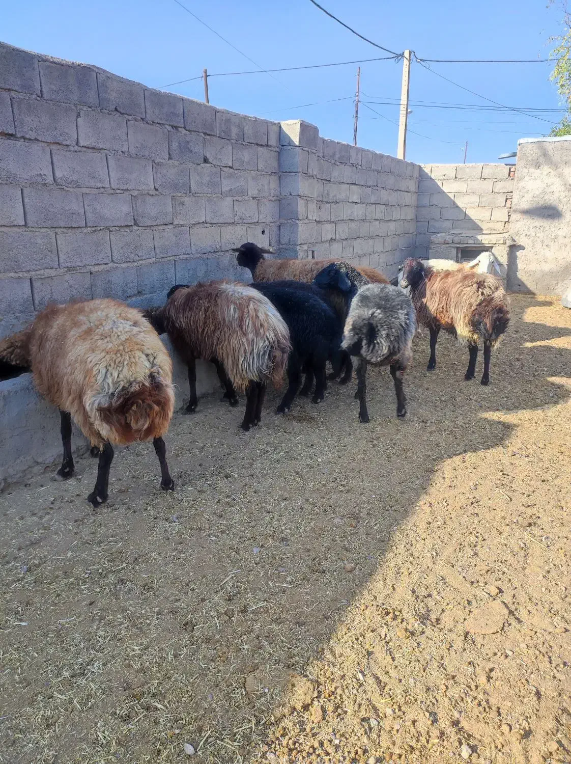 میش جوان|حیوانات مزرعه|شاهرود, |دیوار