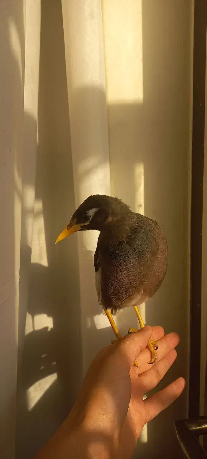 جوجه مینا|پرنده|بندرعباس, |دیوار