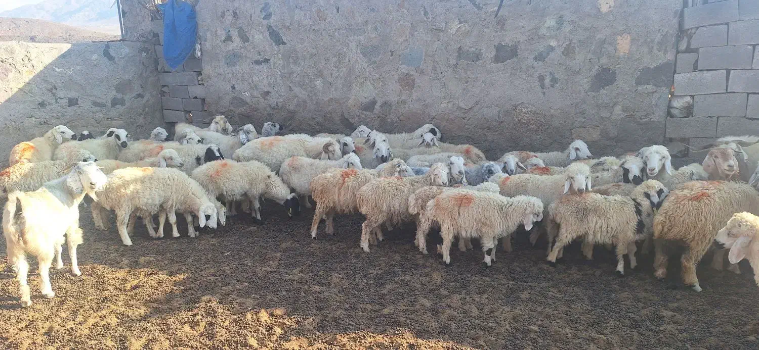 گله گوسفند|حیوانات مزرعه|جیرفت, |دیوار