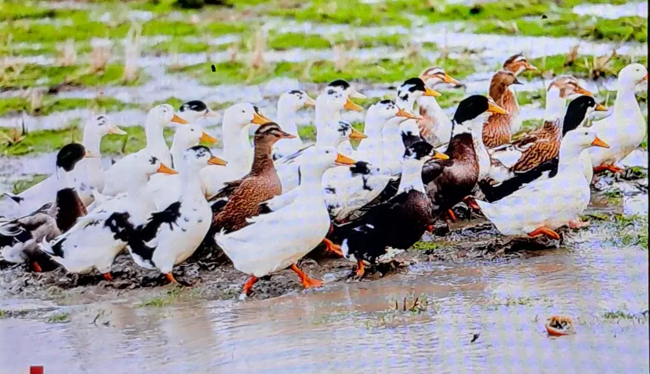 اردک محلی شالیزار|حیوانات مزرعه|محمودآباد, |دیوار