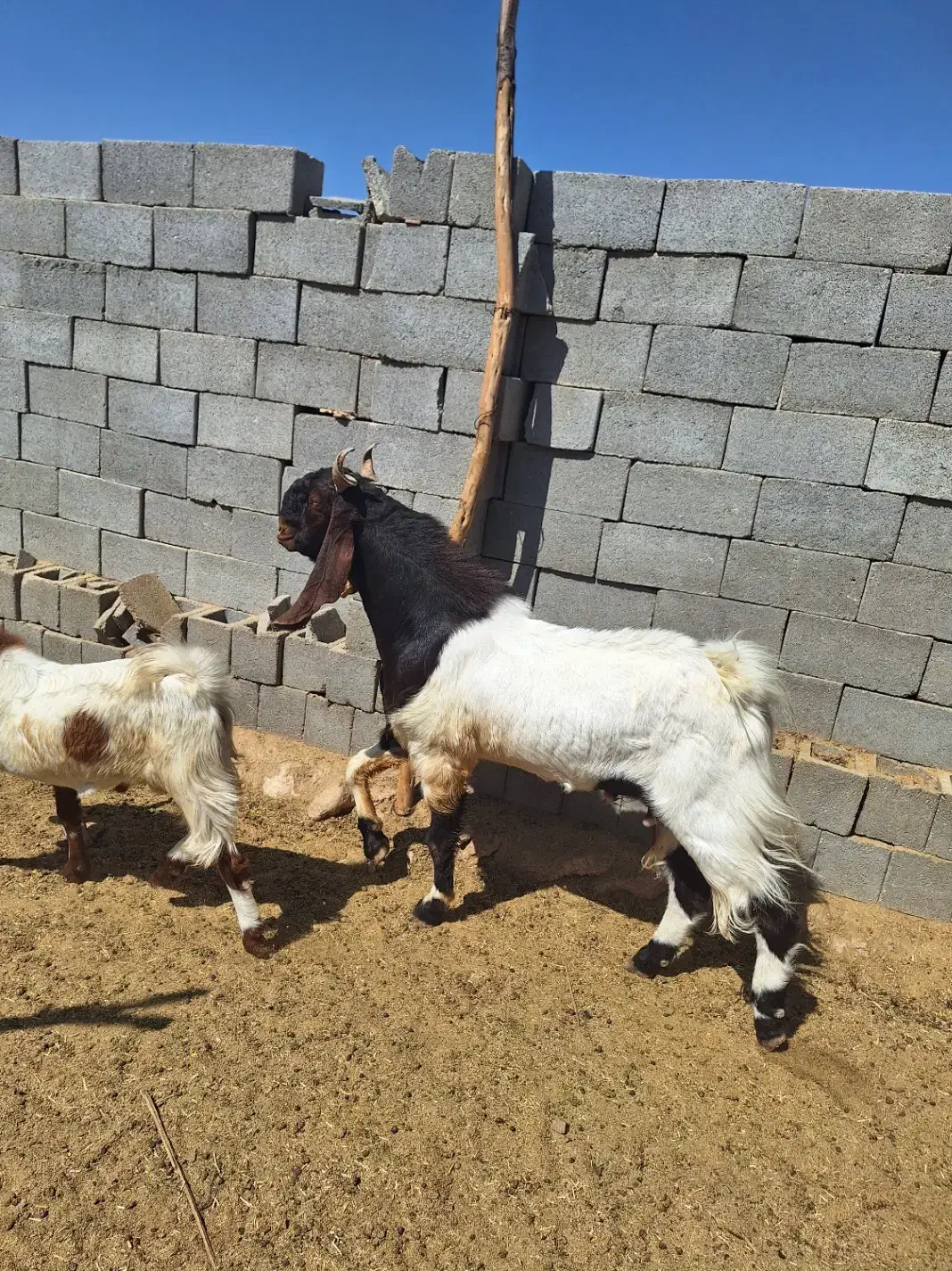 معاوضه نری پاکستانی|حیوانات مزرعه|رستاق, |دیوار