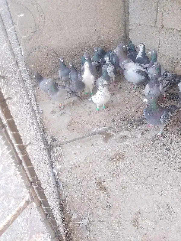 کبوتر|پرنده|سراوان, |دیوار