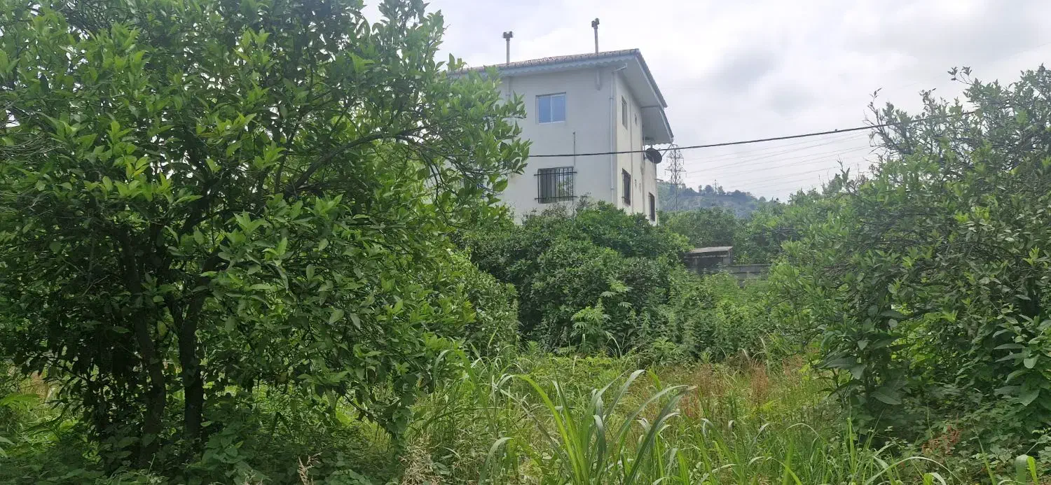 زمین مسکونی ۱۵۰۰متری در سیاهکلرود|فروش زمین و ملک کلنگی|چابکسر, |دیوار