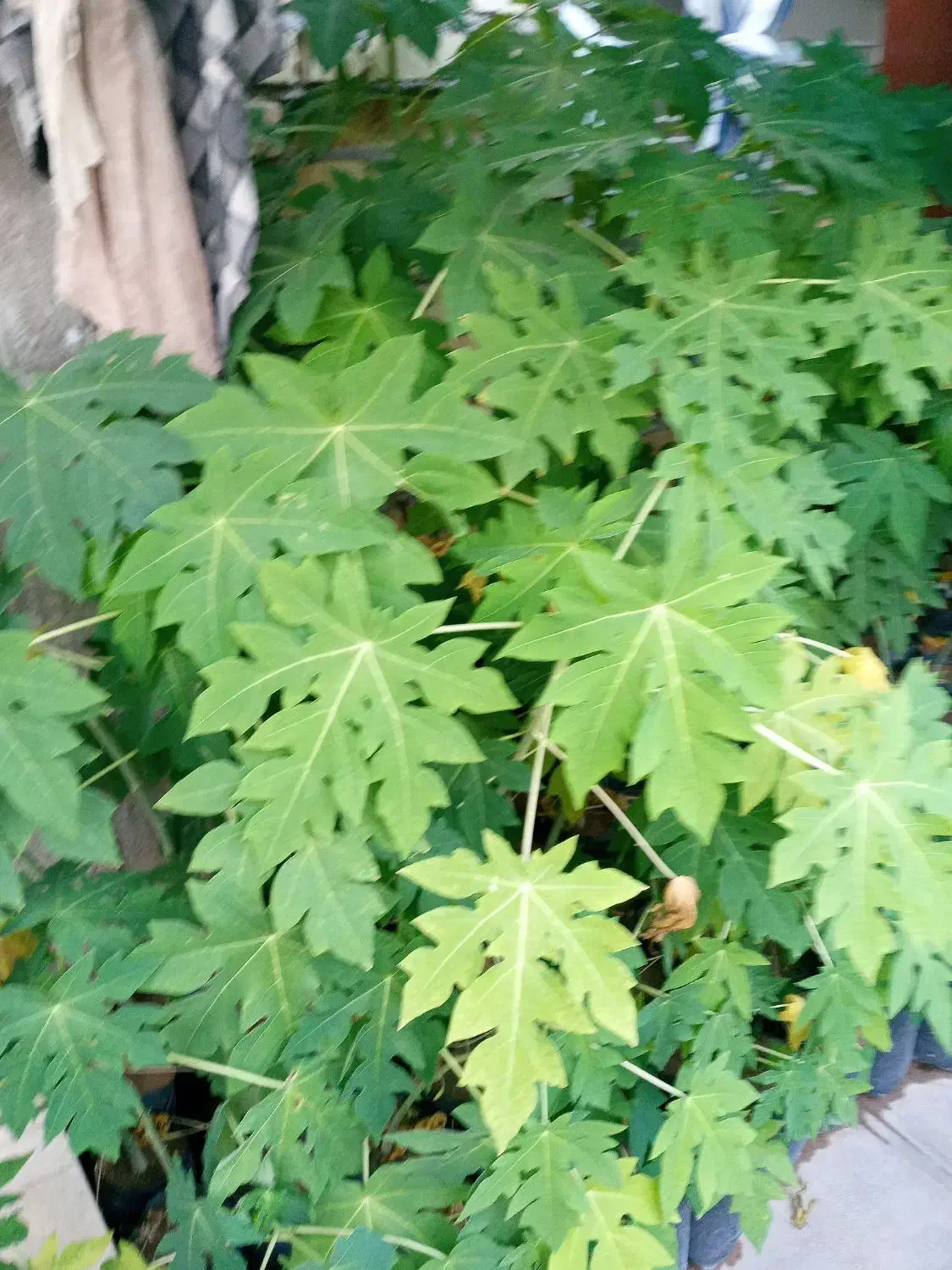 نهال پاپایا مرغوب و تضمینی|خدمات باغبانی و درختکاری|داراب, |دیوار