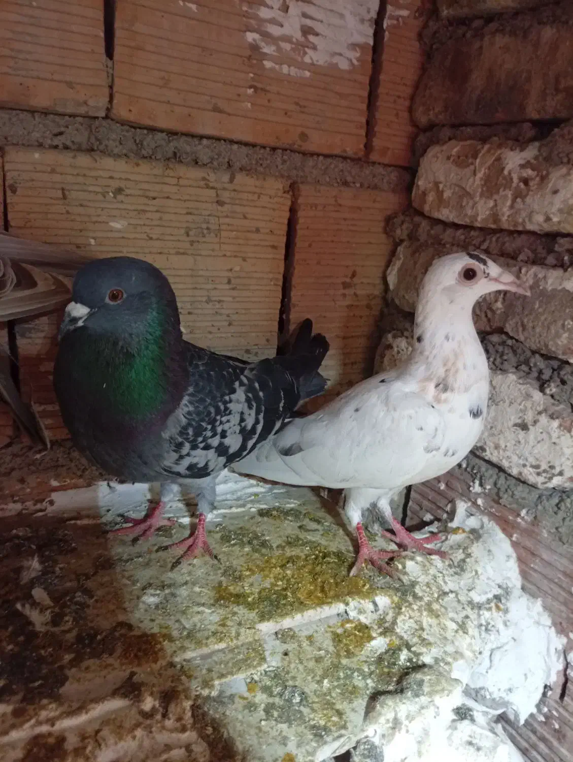 کبوترا سالم|پرنده|گرگان, |دیوار