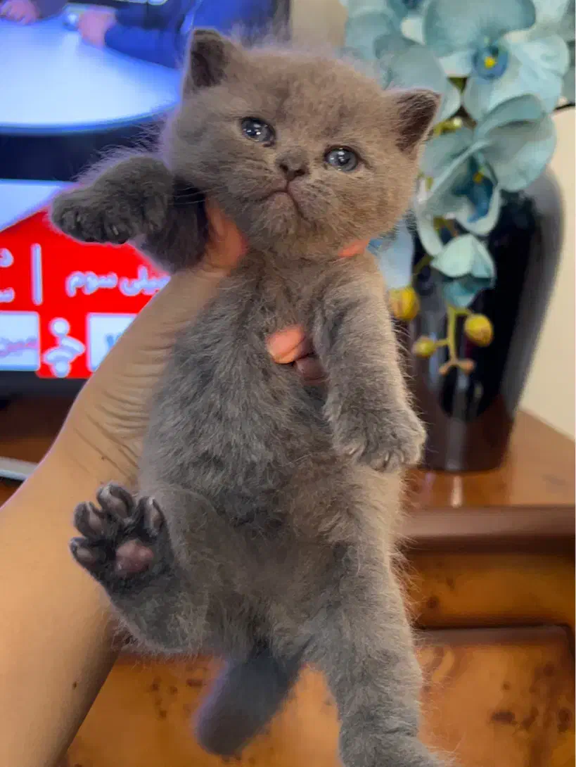 گربه|گربه|تبریز, |دیوار