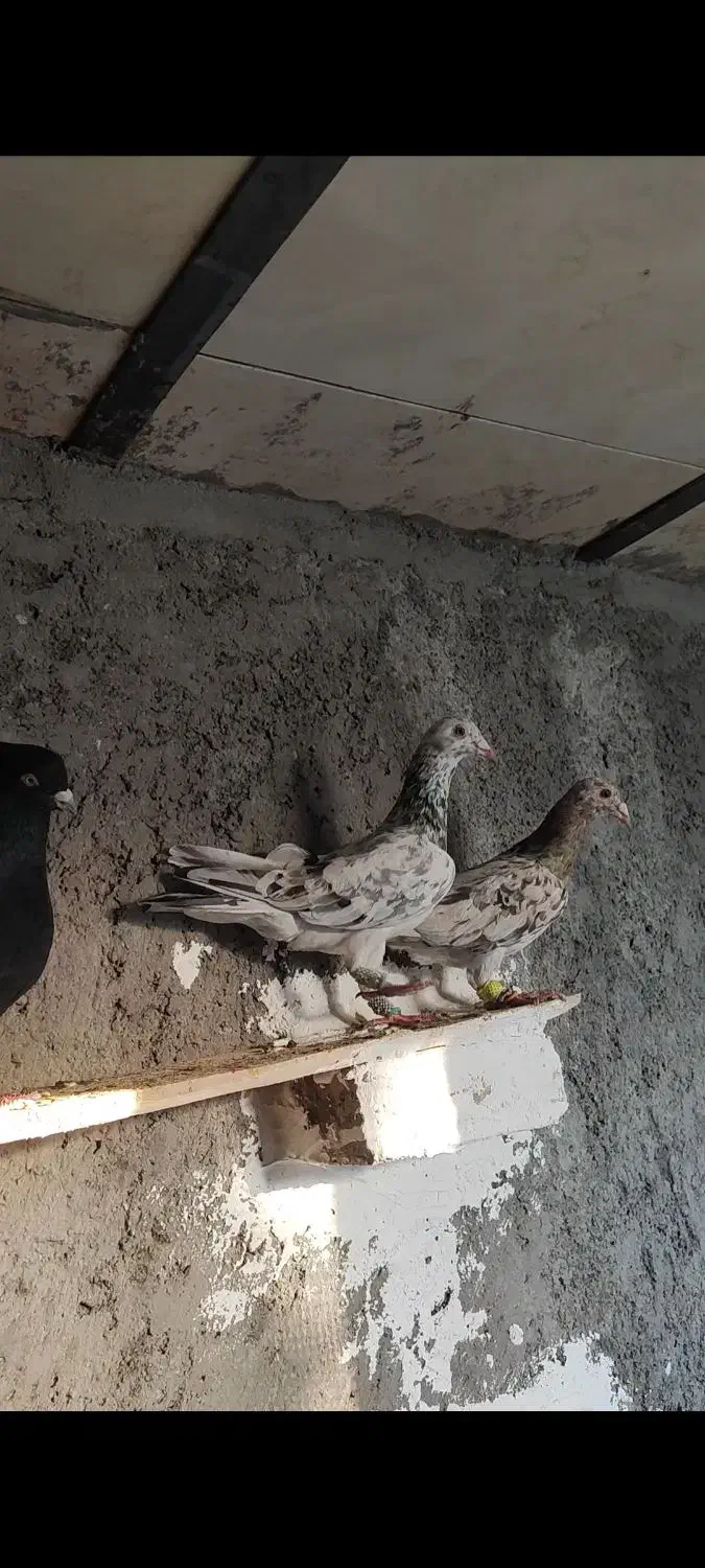 هفرنگ ماده خطی|پرنده|تاکستان, |دیوار