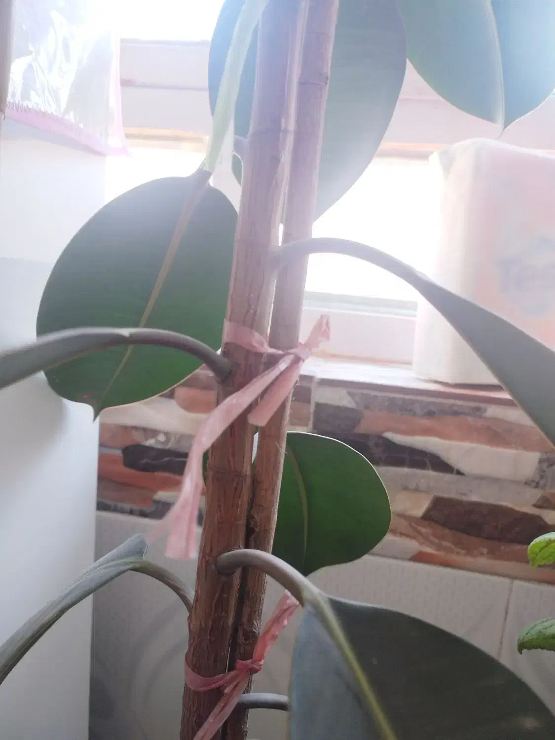 گل فیکوس|گل و گیاه طبیعی|خواف, |دیوار