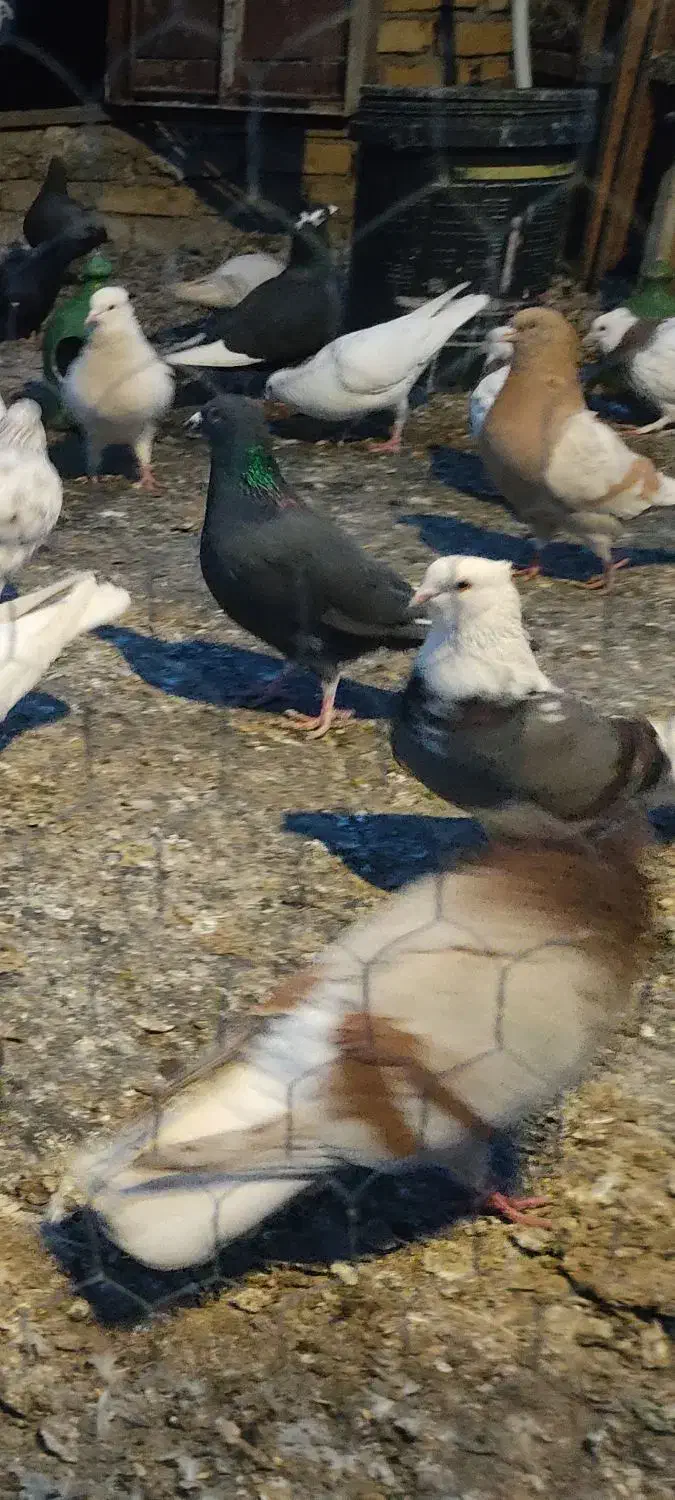 کفترنرپیس دم سفید کاکلی|پرنده|محمدشهر, محمدشهر|دیوار