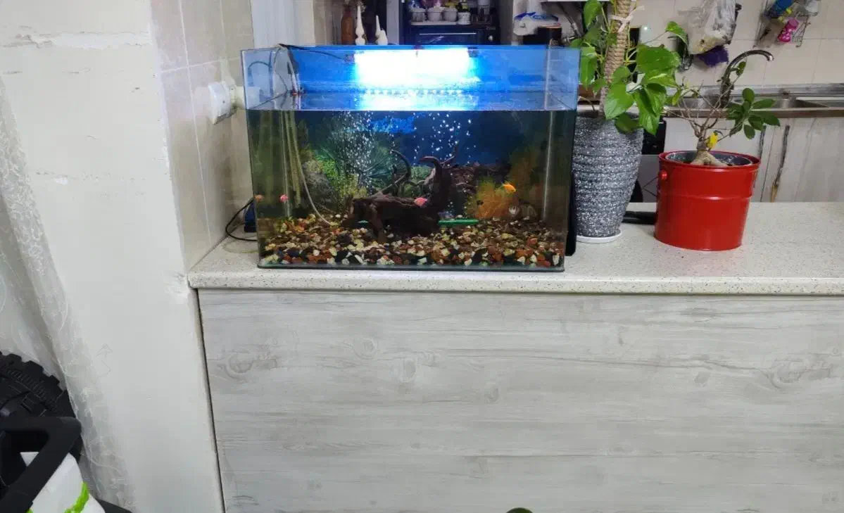 آکواریوم شیشه خم|ماهی|محمدیه-قزوین, |دیوار