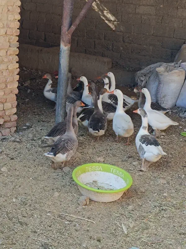 بط(غاز)|حیوانات مزرعه|کرباسک, |دیوار