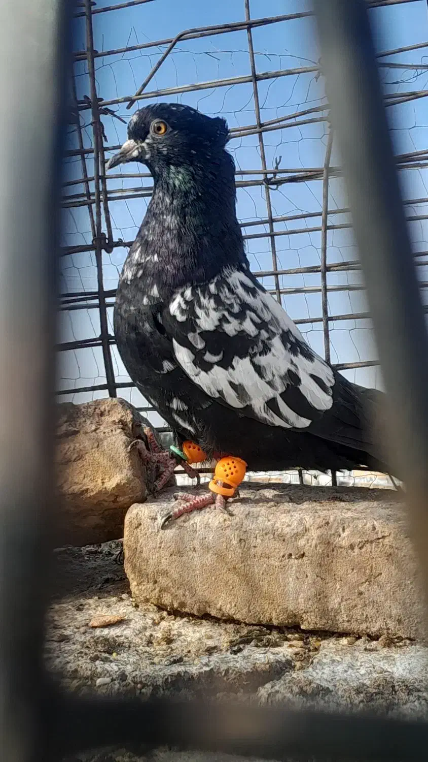 ۲تا بیجا|پرنده|سبزوار, قصبه شرقی|دیوار