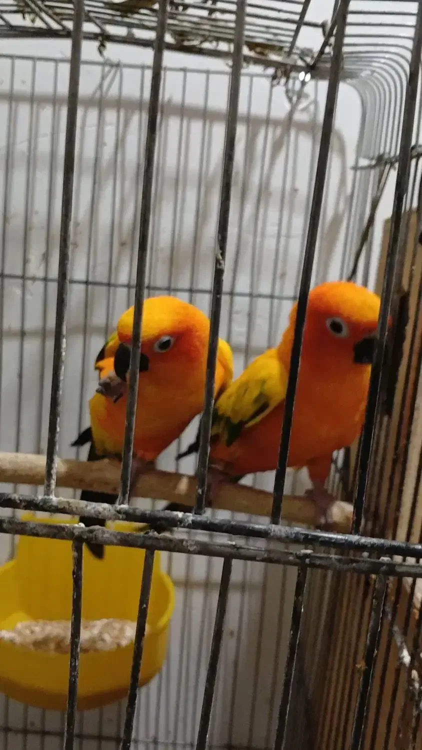 طوطی خورشیدی|پرنده|اهواز, کوی ملی راه|دیوار