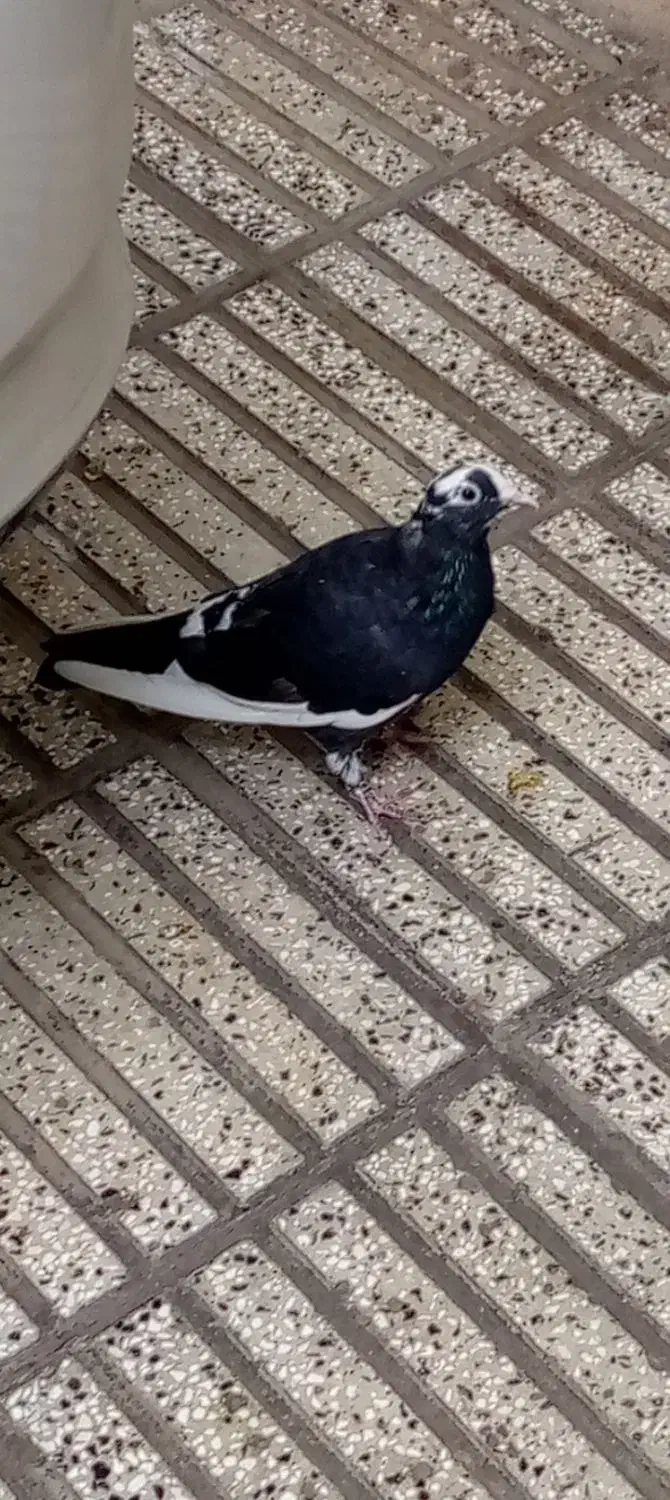 ۴تا کفتر جوجه|پرنده|علی‌آباد کتول, |دیوار