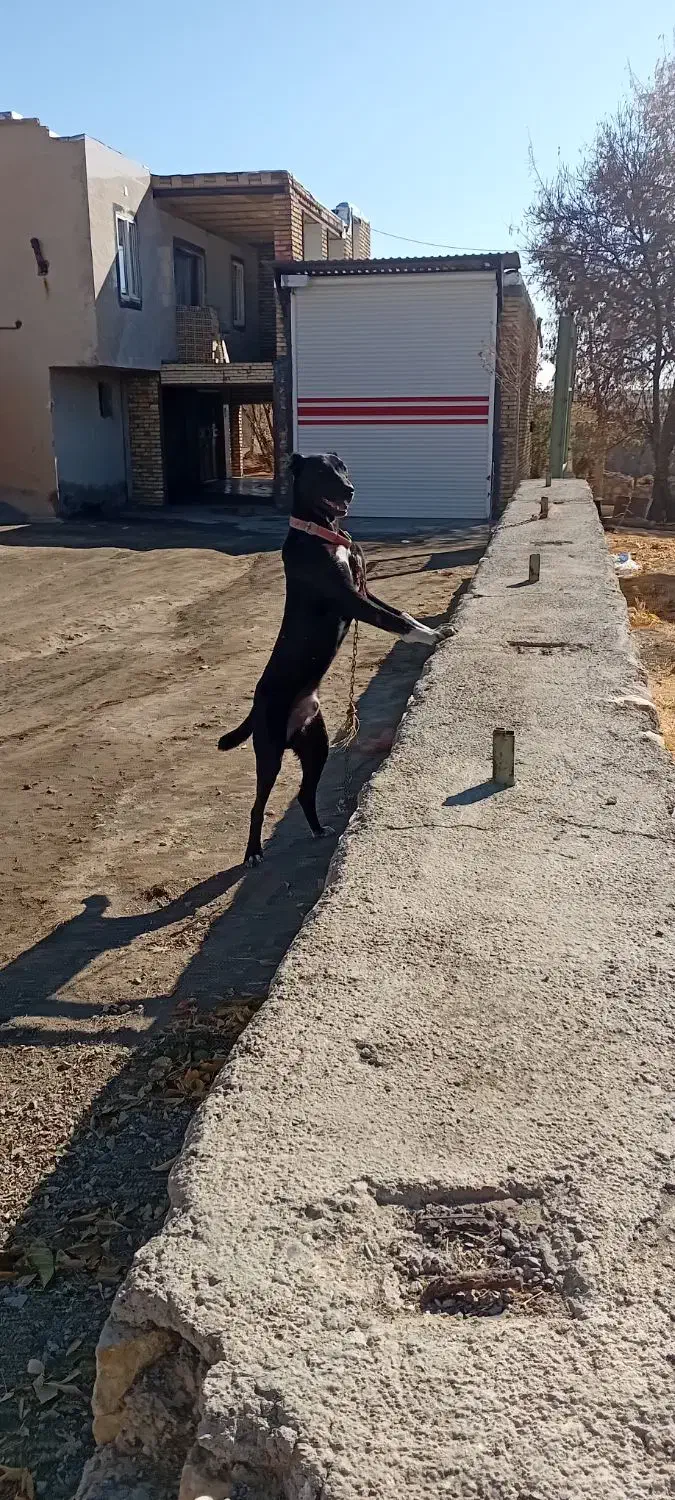 توله سرابی گم شده|حیوانات|دهگلان, |دیوار