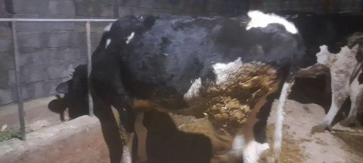 تلیسه پای کل|حیوانات مزرعه|دینور, |دیوار