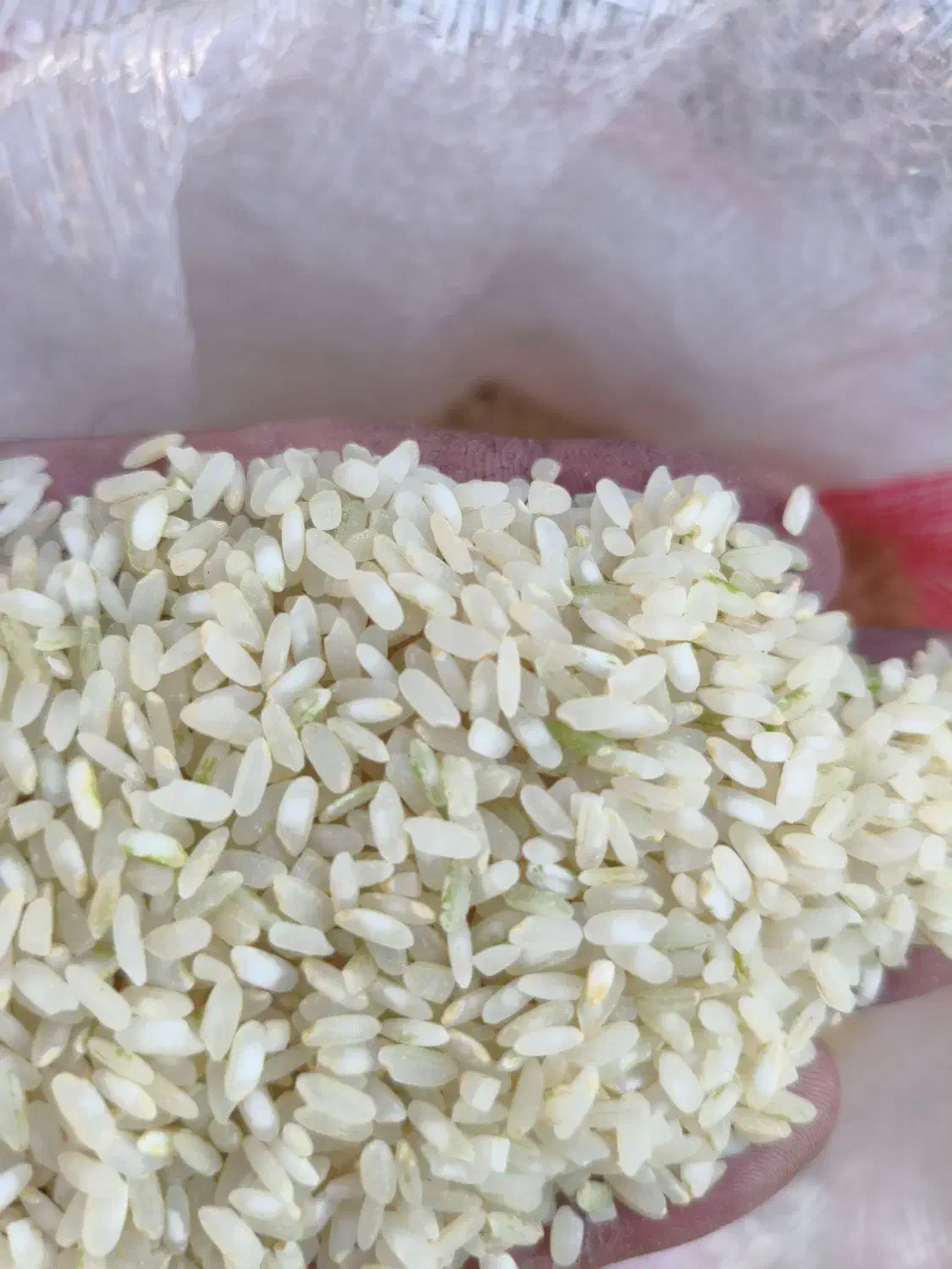 برنج درجه یک کامفیروزی|خوردنی و آشامیدنی|بروجن, |دیوار