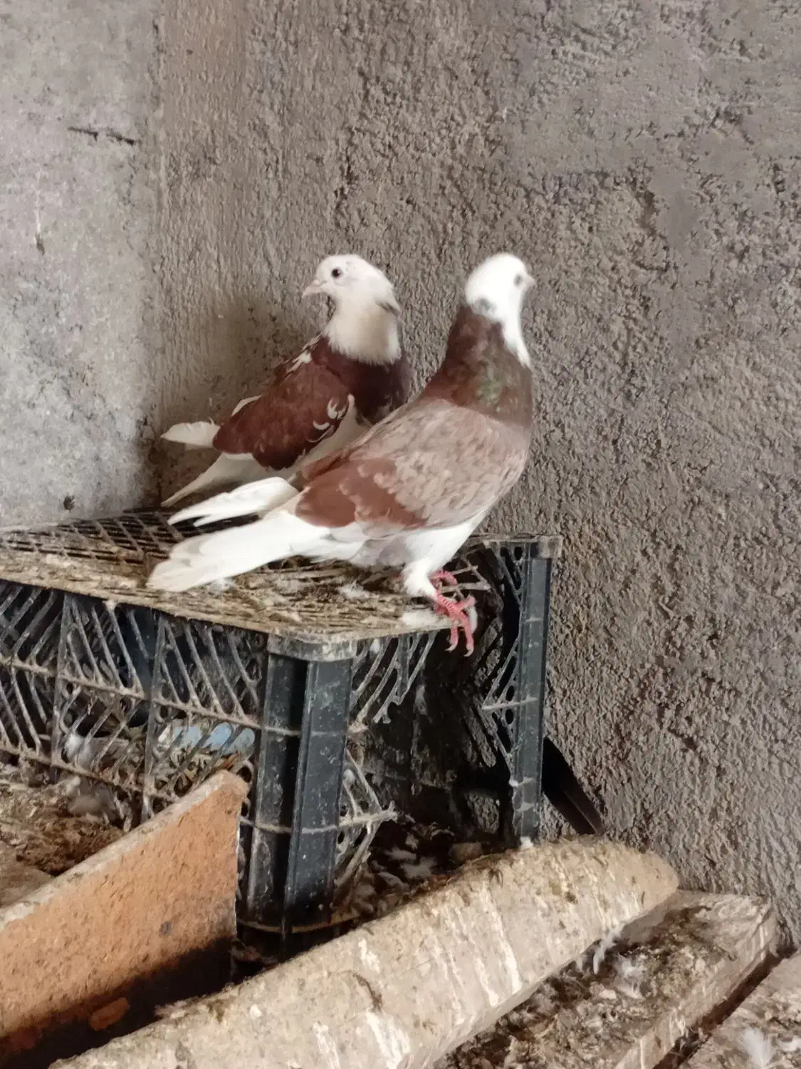 کبوتر همه سالم به زمانت|پرنده|قرق, |دیوار