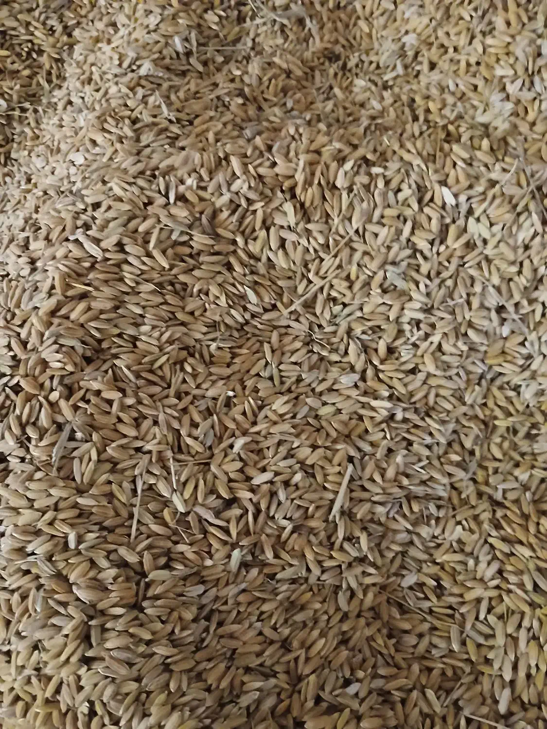 چلتیک چمپا محلی|خوردنی و آشامیدنی|یاسوج, |دیوار